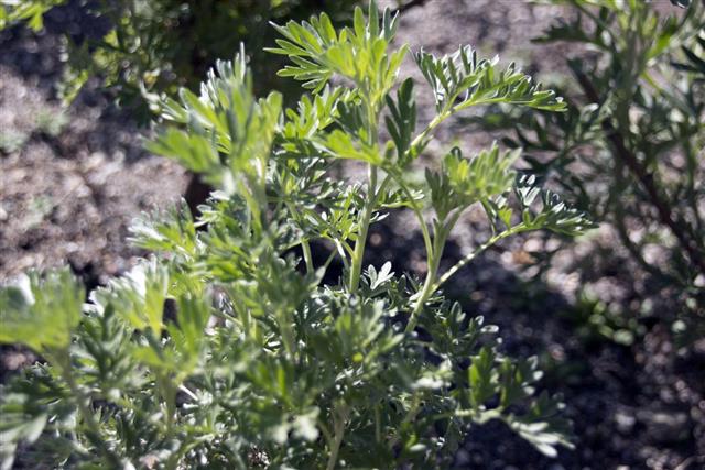 Common Wormwood