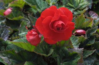 Close Up Of Red Begonia Flowers