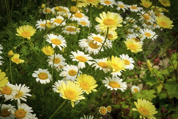 Oxeye Daisy
