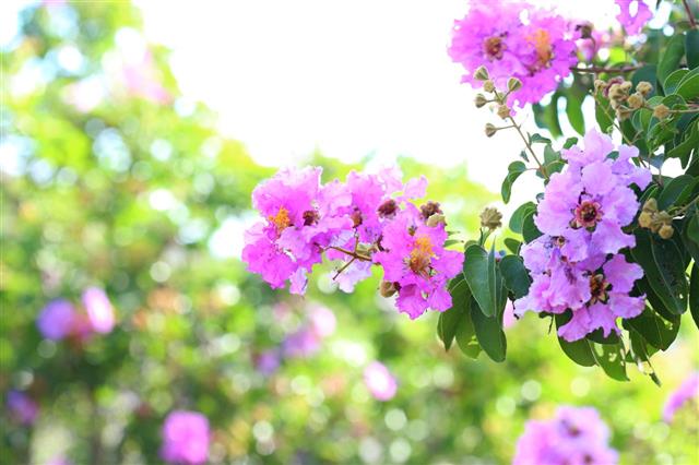 Crape Myrtle