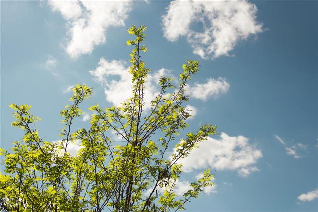 Leaf of acacia