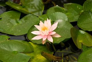 Lotus