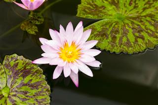 Pink Water Lily