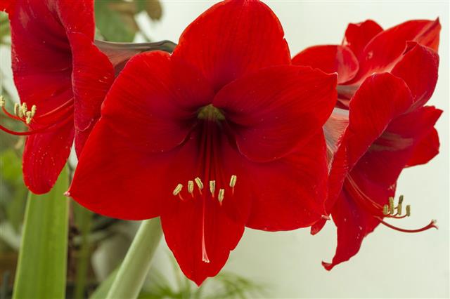 Red Amaryllis Flower