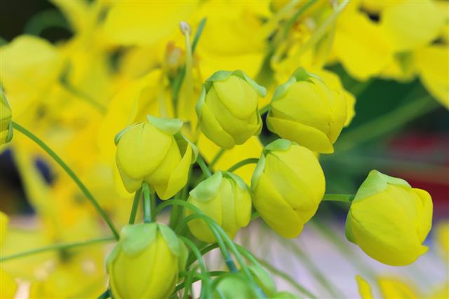 Flowers of the Golden Rain Tree close-up