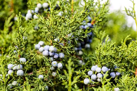 juniper