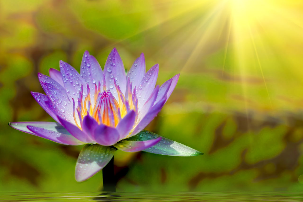 Lotus Flower
