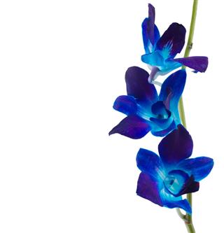 Blue Orchids On White Background