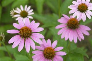 Coneflowers