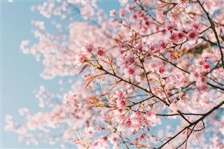 Pink Cherry Blossom Flower