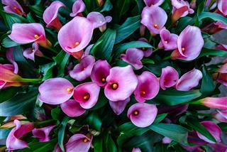 Calla Lilies Flower Park