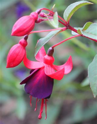 Purple And Pink Fuchsia Flowers