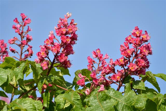 Red flowers of buckeye