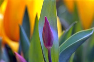 Tulips In Spring