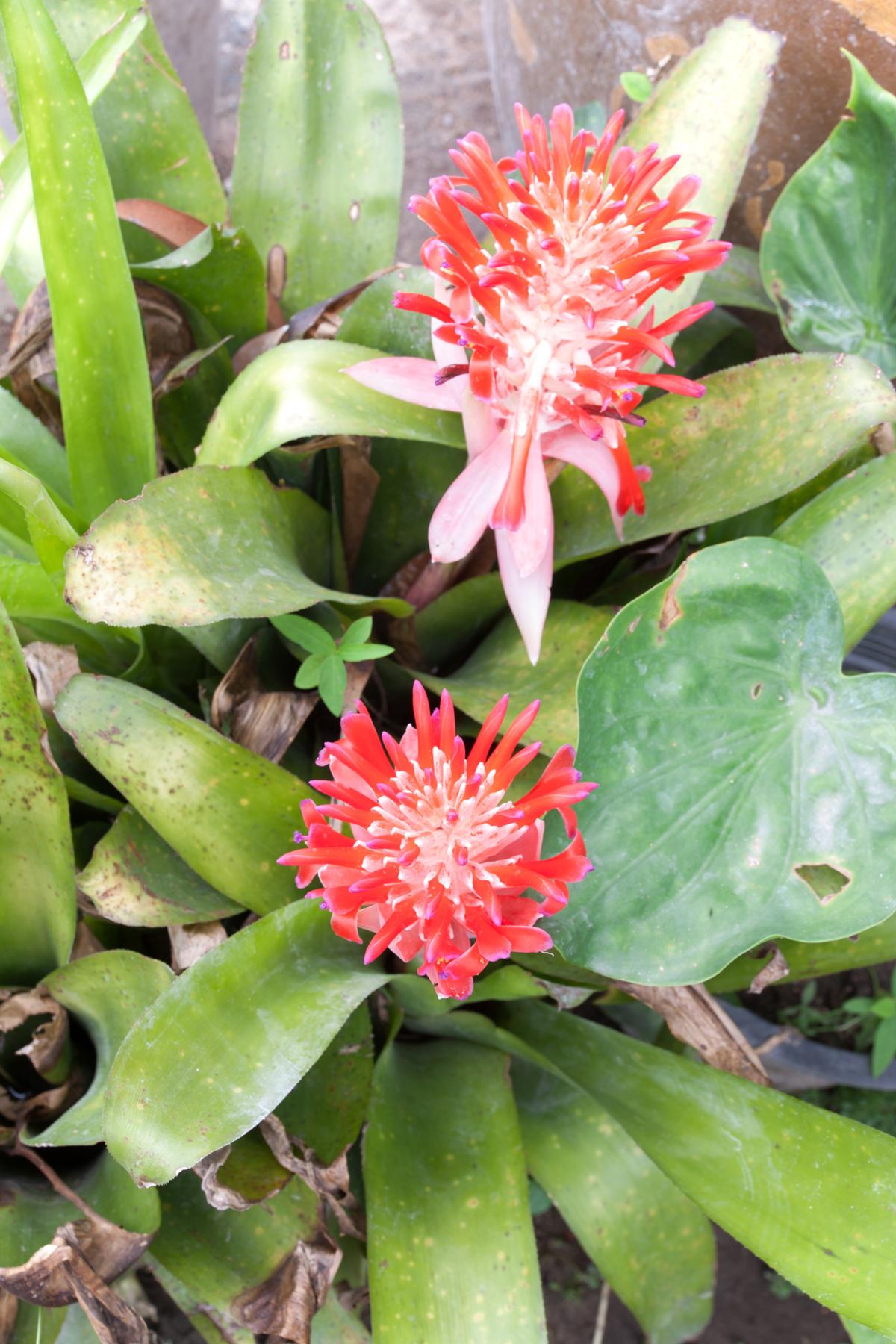 Billbergia pyramidalis (Kyoto)