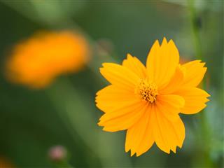 Cosmos Sulphureus
