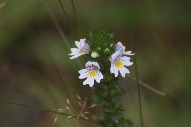 Drug Eyebright