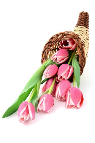 Pink Tulips In A Cornucopia Horn