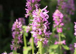 Purple Betony Flowers