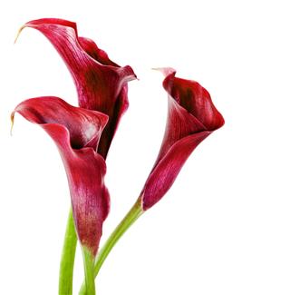 Calla Lilies