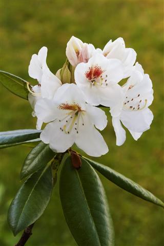 Rhododendron