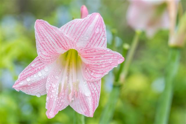 Pink Amaryllis Flower
