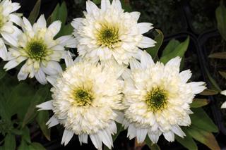 Chrysanthemum Flowers