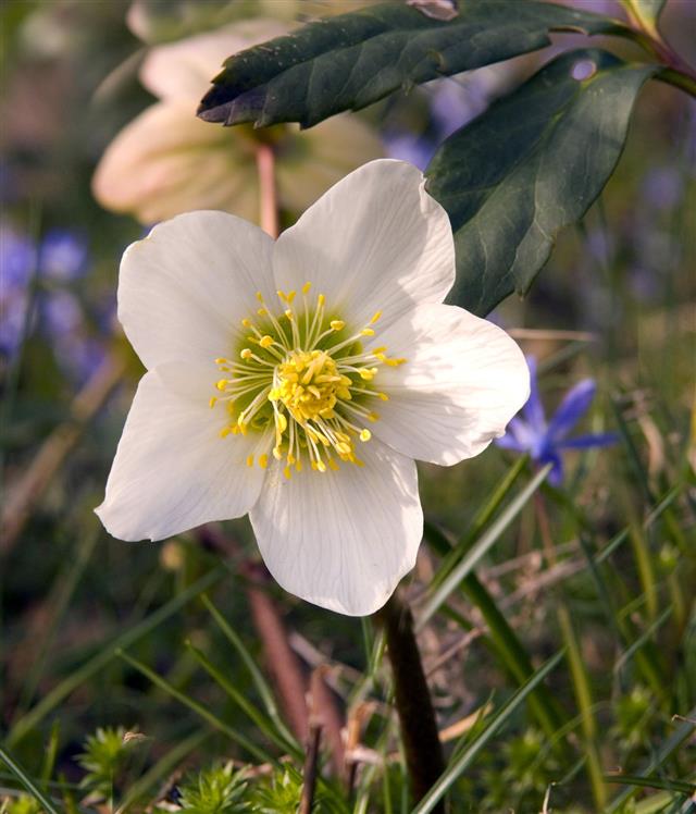 Hellebore flower