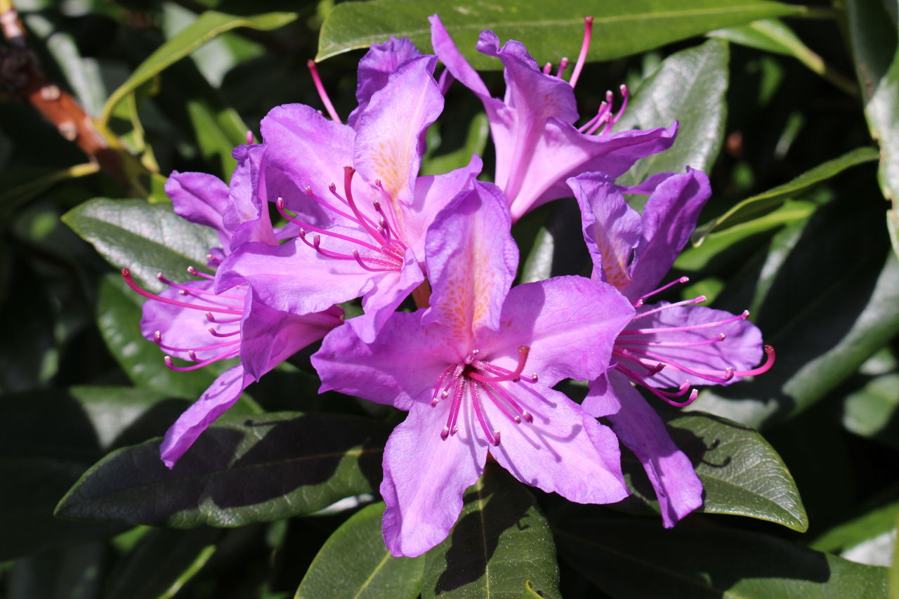 Rhododendron
