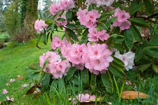 Rhododendron Flowers