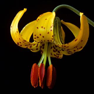 Tiger Lily