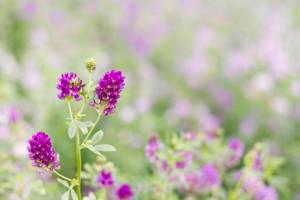 Lucernefield