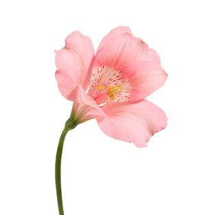 Alstroemeria