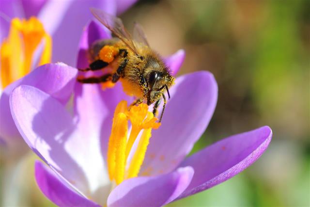 First spring pollination on crocus