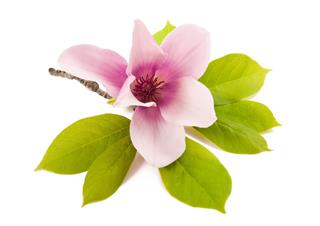 Magnolia