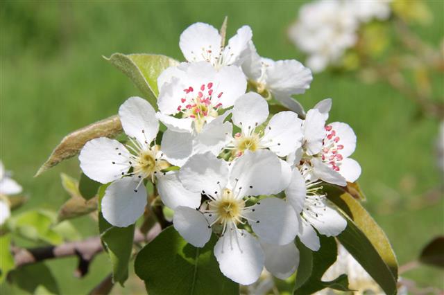 Apricot White Flowers On Green