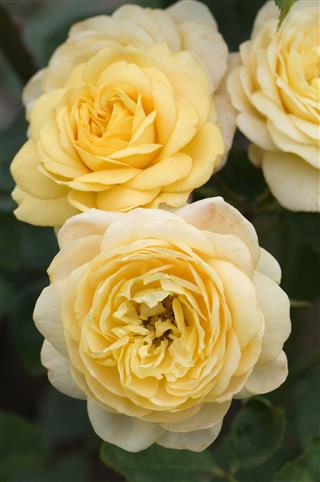 Tree Yellow Roses