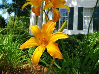 Day Lily
