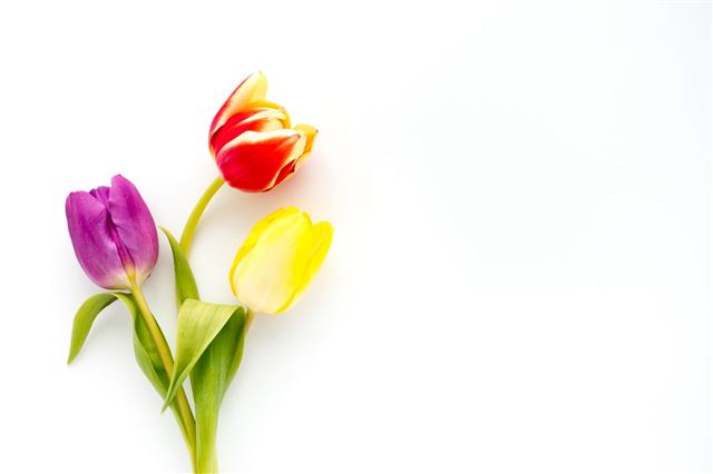 Three Colorful Tulips