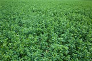 Alfalfa Field