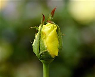 Budding Rose
