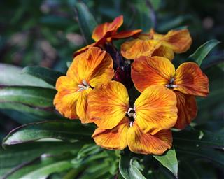 Erysimum Cheiri