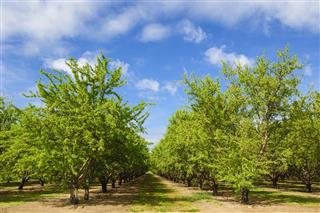Almond Orchard