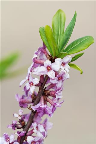 Daphne Mezereum