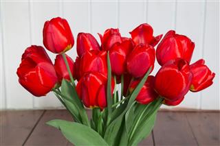 Large Red Garden Tulips
