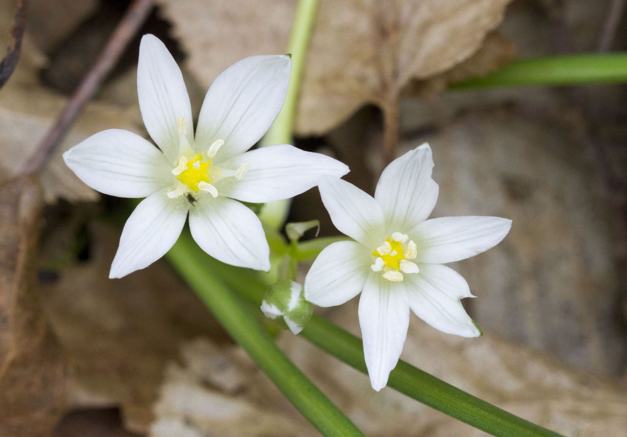 Star of Bethlehem