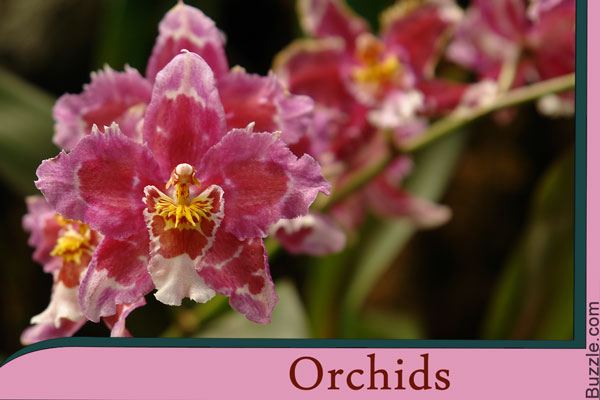 orchids