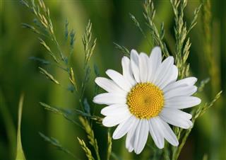 Chamomile