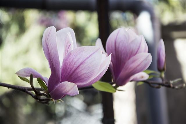 Magnolia Flowers