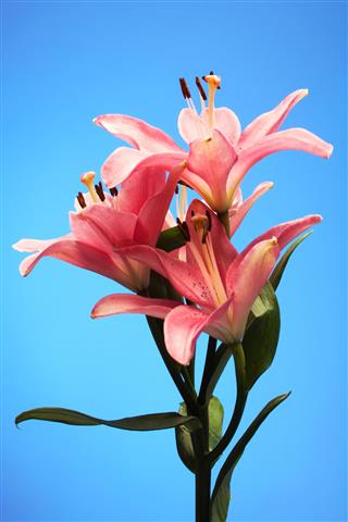 Pink Lilies